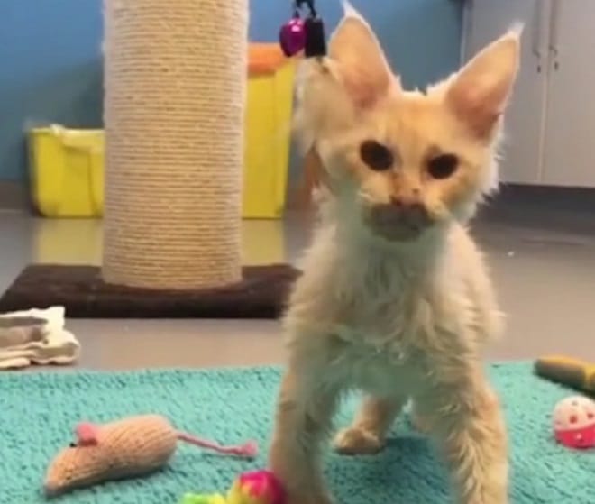 Котенок с игрушками Котенок стоит