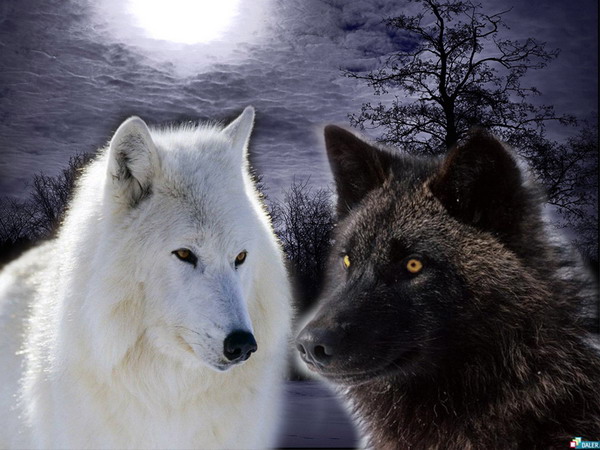 Притча: О двух волках