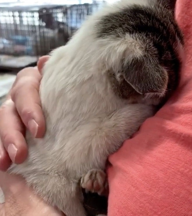 Котенок в объятиях Котенок прижимается