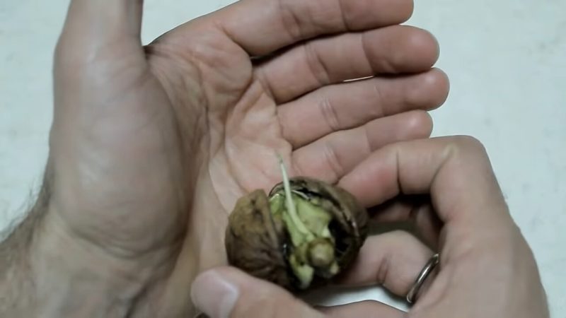 Положите грецкий орех в бутылку и удивитесь результату