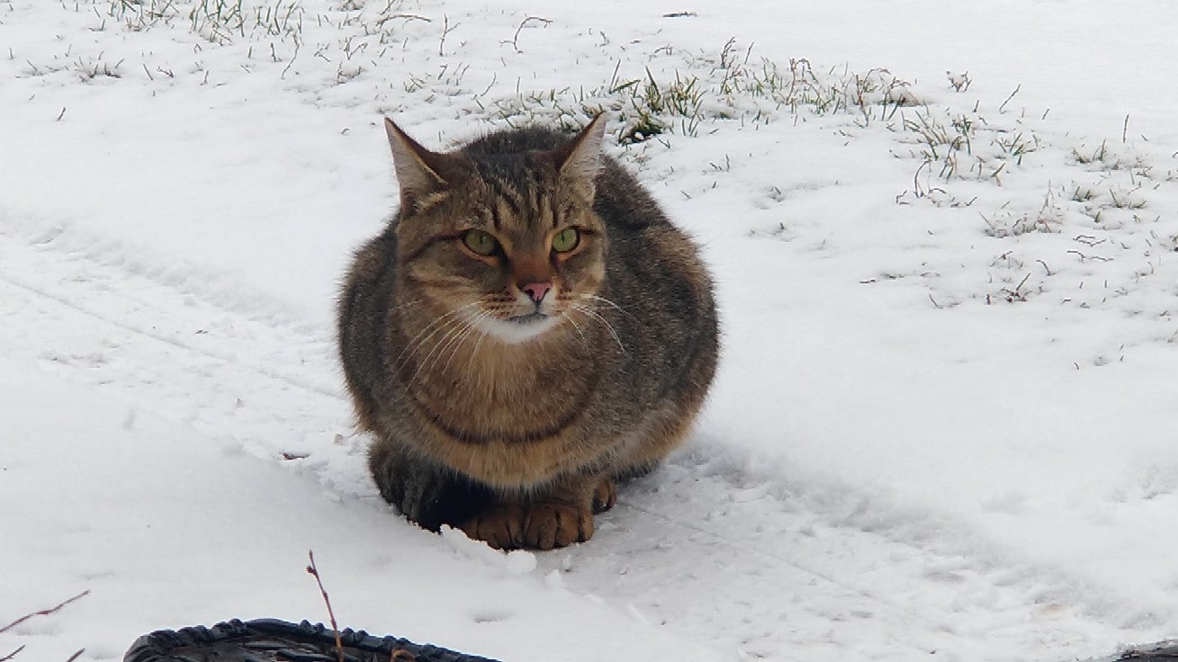 кот потерялся кот на улице