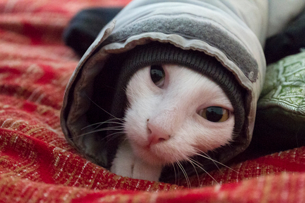 Куда исчезают коты?) Куда исчезают коты?)
