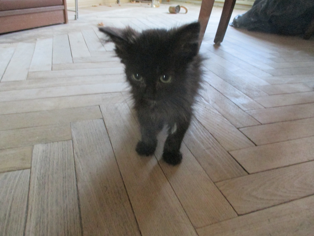 черный котенок после спасения черный котенок в доме