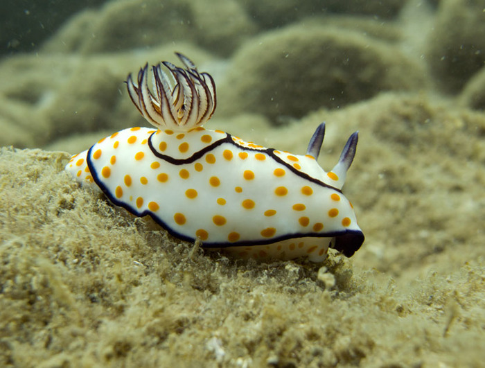 Морские красавцы морские слизни, голожаберные моллюски, морские обитатели, Природа, без рейтинга, длиннопост