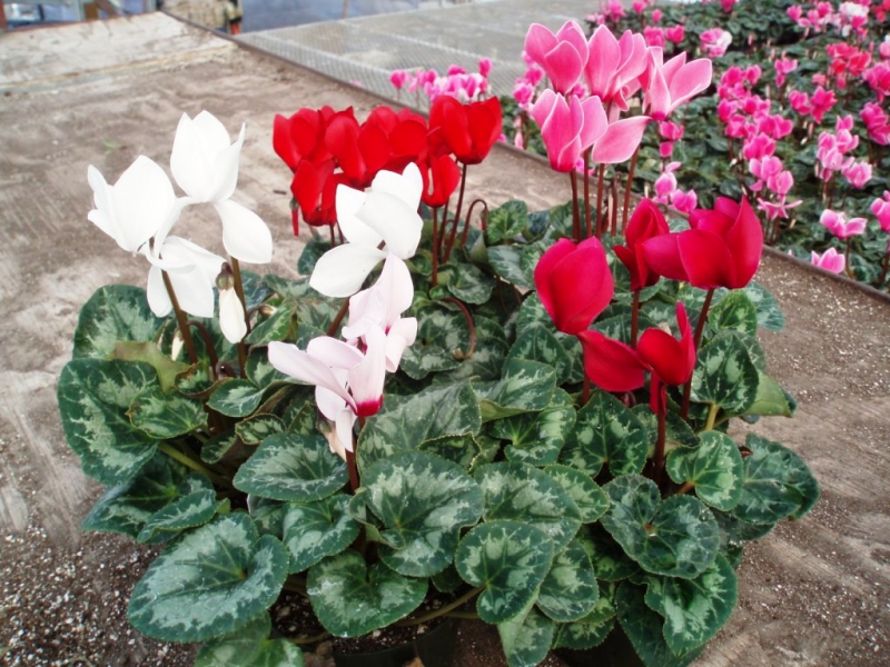 �������� � Cyclamen