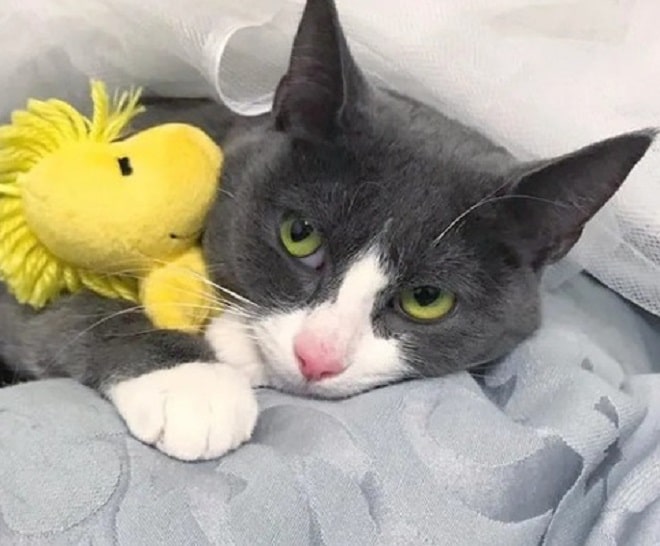 Кошка под одеялом Кошка с игрушкой