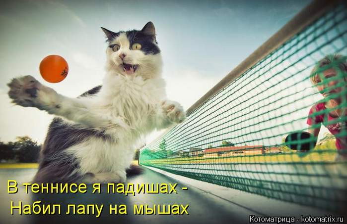 Свежайшая подборка котоматрицы. Начало лета