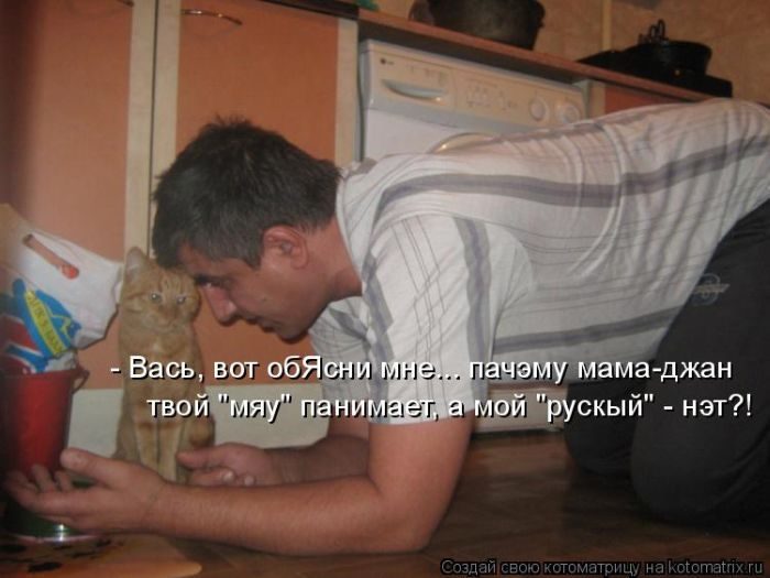 Лучшие котоматрицы недели