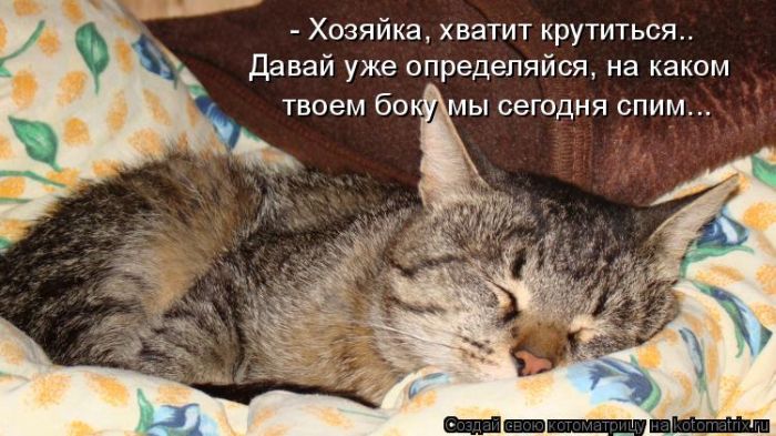 Лучшие котоматрицы недели (50 фото)