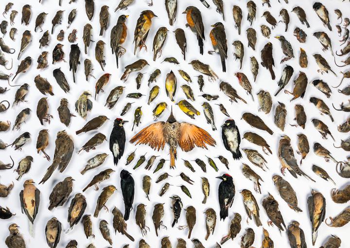 Фото: bigpicturecompetition.org Фотофакт. Посмотрите на изображения животных и природы, которые назвали лучшими в США