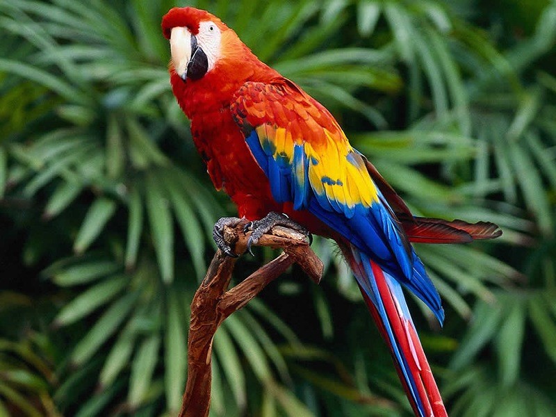 Amazonas05 Amazonas05 Большое фотопутешествие по лесам Амазонки