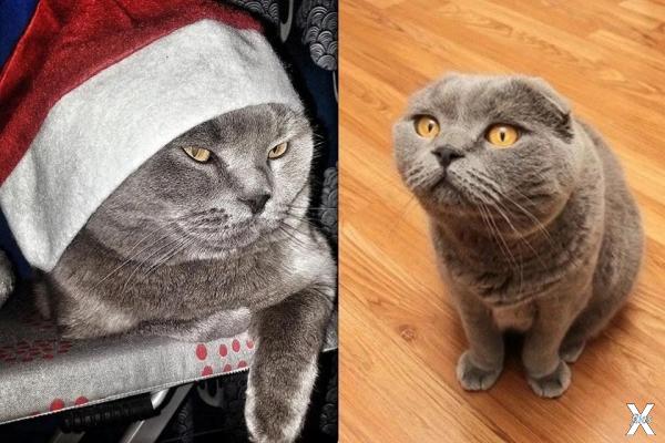 История про кота, который переедет в ...