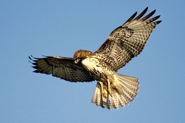 10 птиц, которых стоит избегать (10 фото)