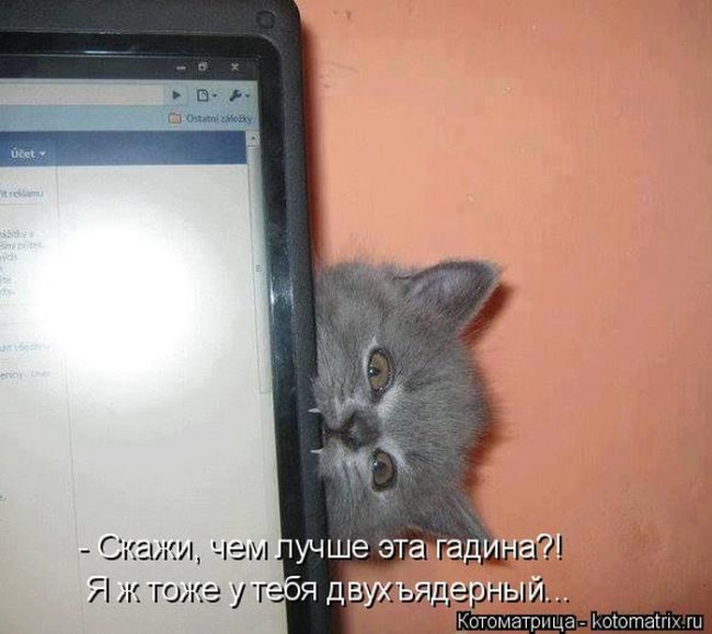 Лучшие котоматрицы недели