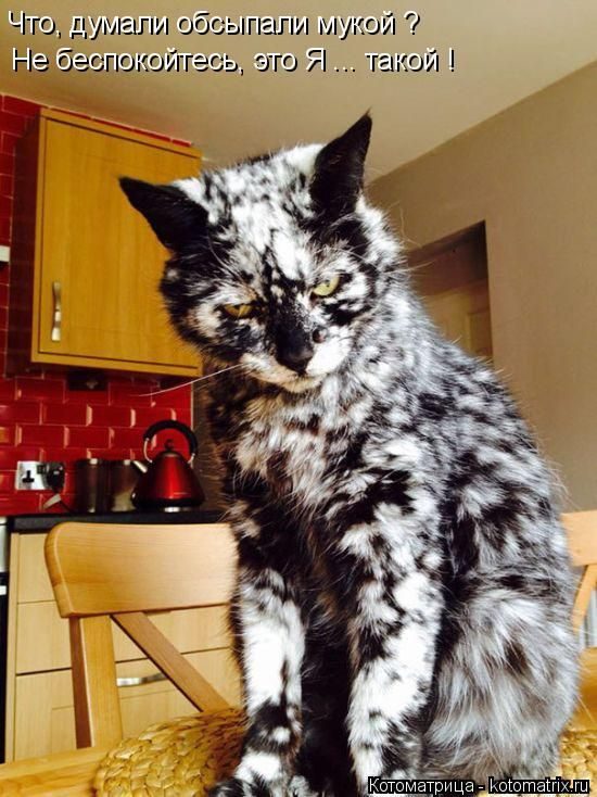 Лучшие котоматрицы за прошедшую неделю)) Лучшие котоматрицы за прошедшую неделю))
