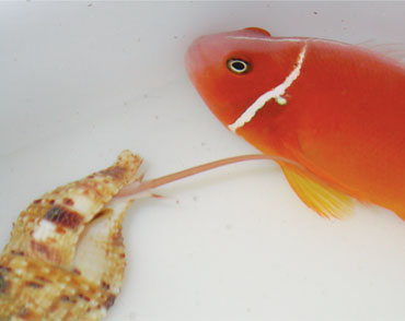 vampire snail