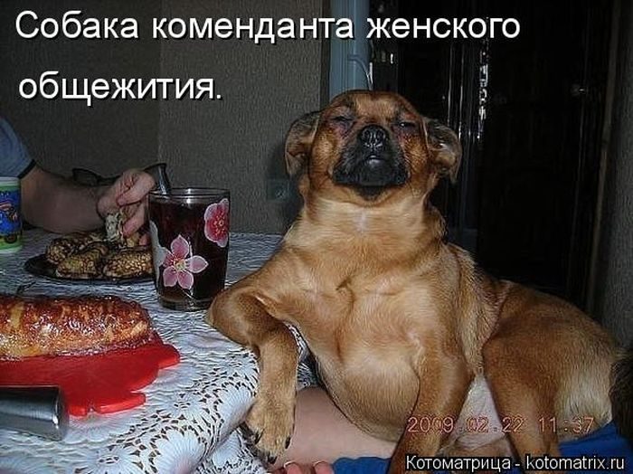 Лучшие котоматрицы недели