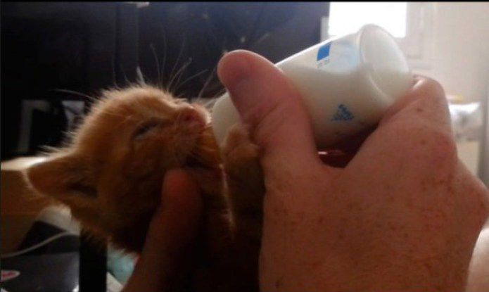 кошка, животные, спасение