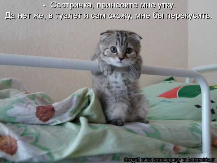 Лучшие котоматрицы недели (50 фото)