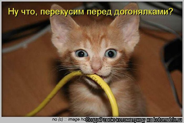 Лучшие котоматрицы недели