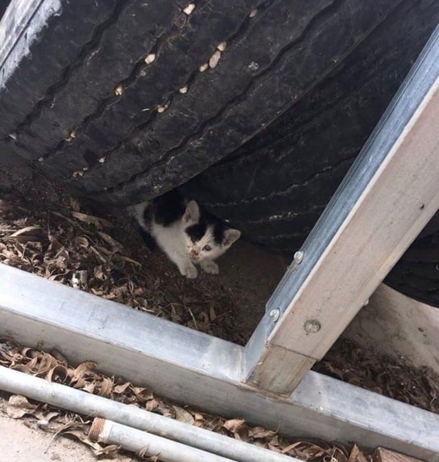 Замученный хромой котенок прятался от людей за шинами Замученный хромой котенок прятался от людей за шинами история, история спасения, коты, котята, кошки, помощь животным, спасение животных