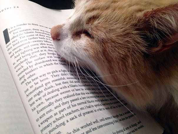 Кошки против книг: 25 кошек, которые хотят, чтобы вы прекратили читать Кошки против книг, кошки которые мешают читать