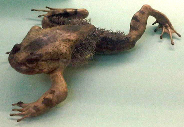 Волосатая лягушка может сломать свои кости и превратить их в когти Способность, в мире, животные, природа, супергерои, суперспособности, удивительно