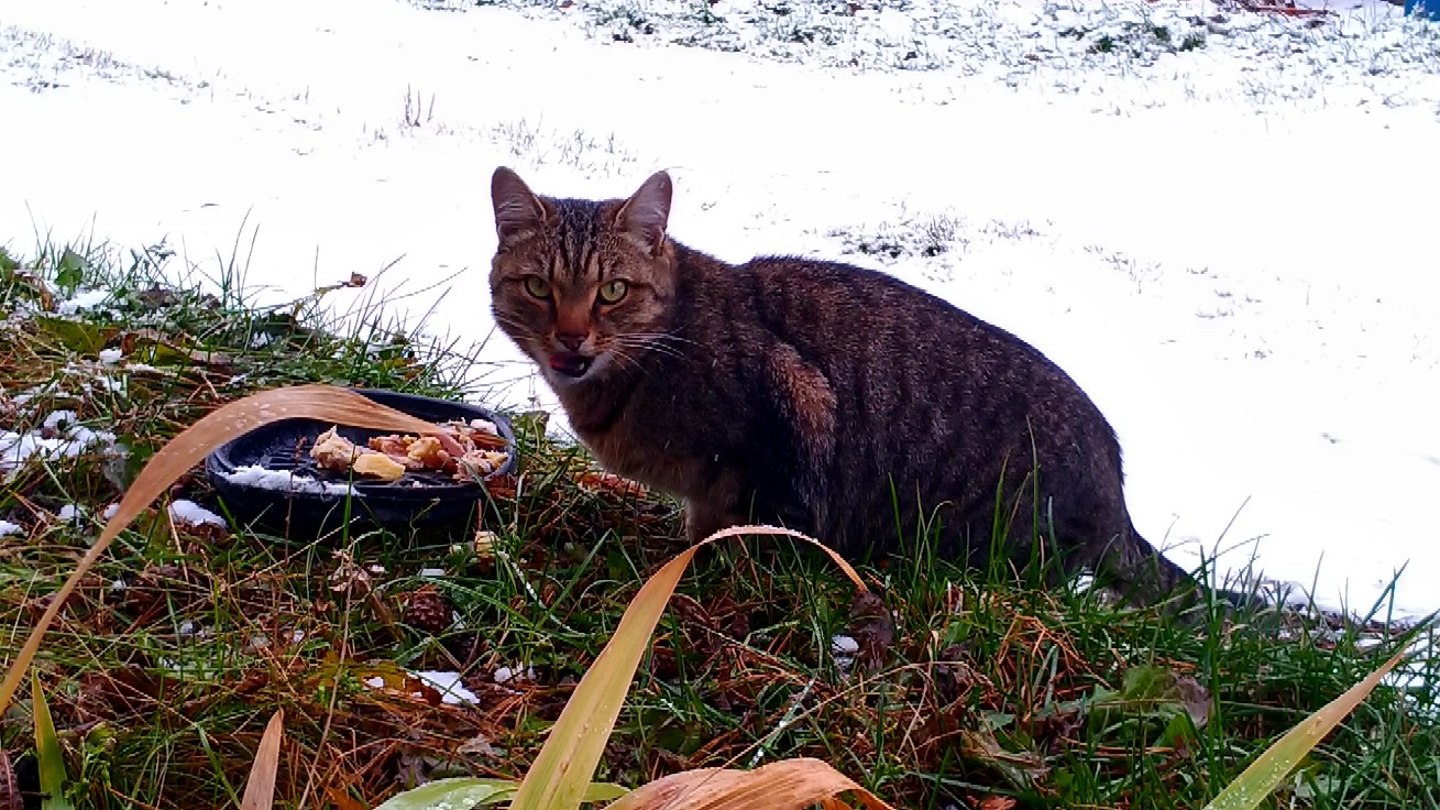 дом для кота кот кушает