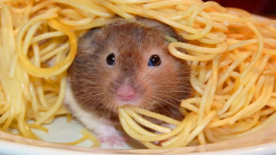 МАКАРОШКИНЫ МАКАРОШКИНЫ