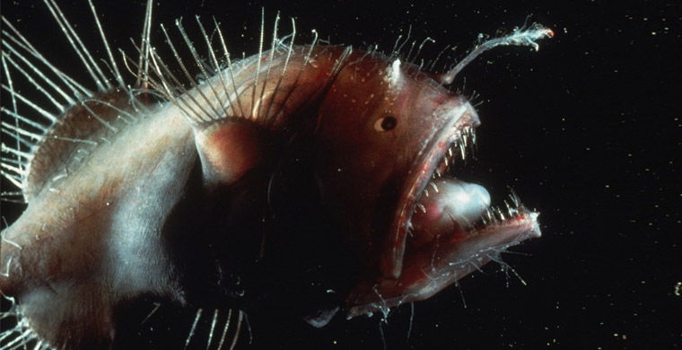 Магия живого света биолюминесценция, животные, насекомые, свет, свечение