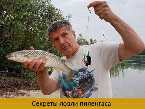 Секреты ловли пиленгаса Секреты ловли пиленгаса