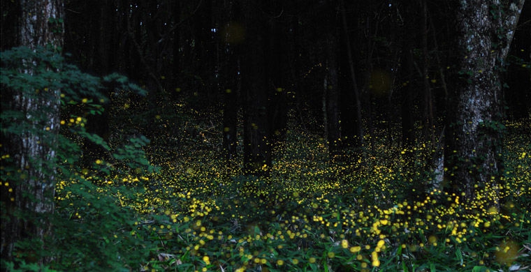 Магия живого света биолюминесценция, животные, насекомые, свет, свечение