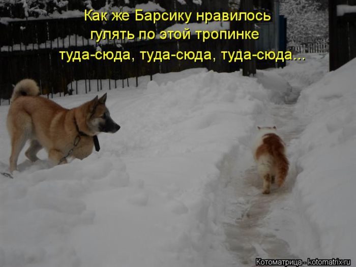 Лучшие котоматрицы недели