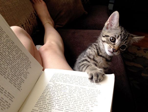 Кошки против книг: 25 кошек, которые хотят, чтобы вы прекратили читать Кошки против книг, кошки которые мешают читать