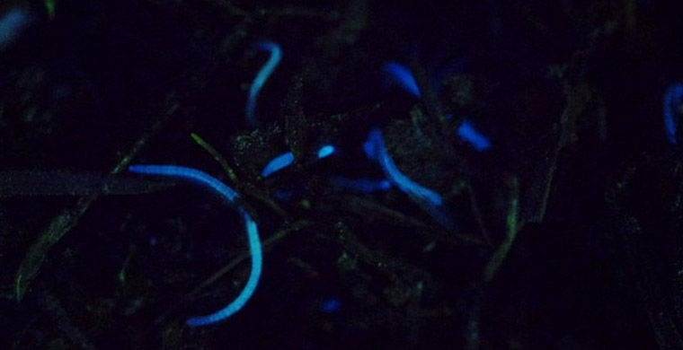 Светящиеся черви биолюминесценция, животные, насекомые, свет, свечение