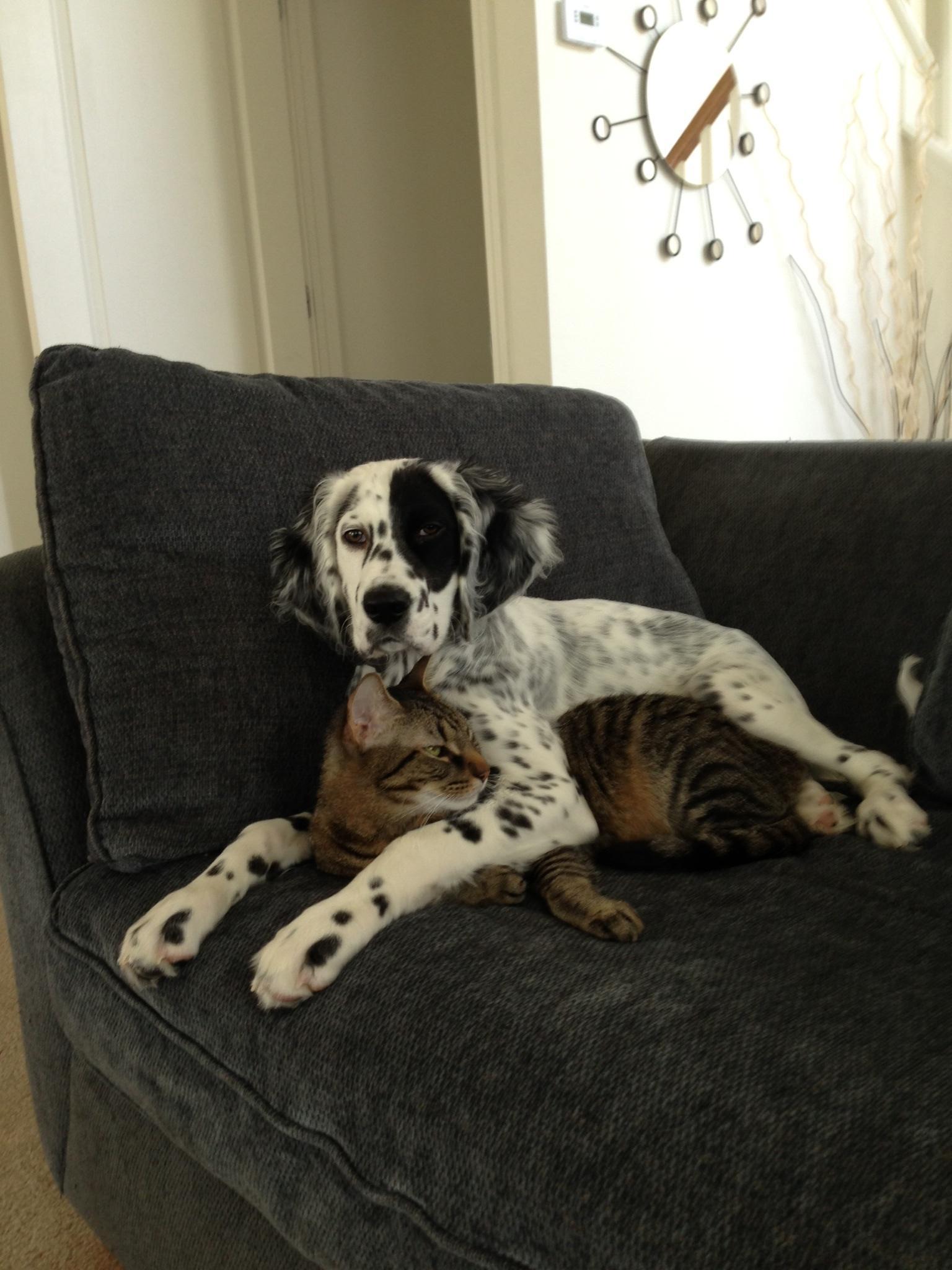Котипес или песикот