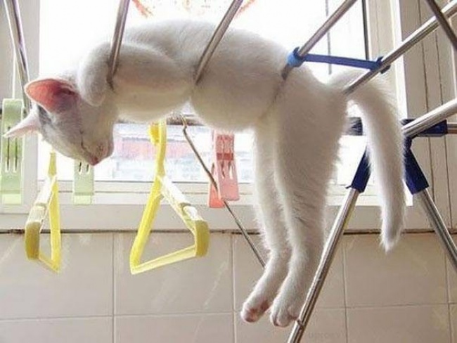Прикольные животные. Животные, которые тоже устали (36 фото) Прикольные животные. Животные, которые тоже устали (36 фото)
