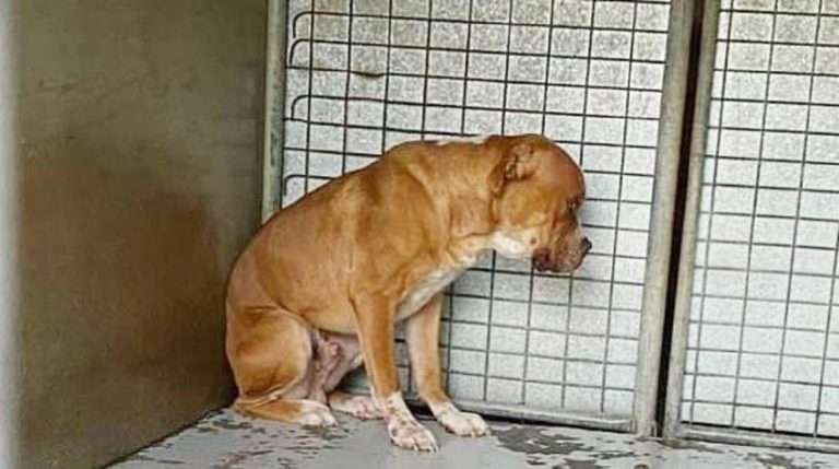 dog 24032020 dog