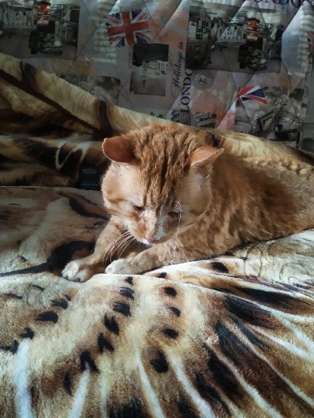 дом для кота рыжий кот