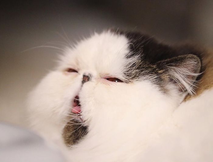 8 милых фото кота Зуу, который похож на недовольный шарик