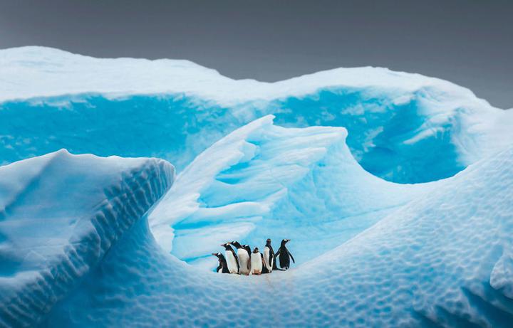 Фото: David Merron, bigpicturecompetition.org Фотофакт. Посмотрите на изображения животных и природы, которые назвали лучшими в США