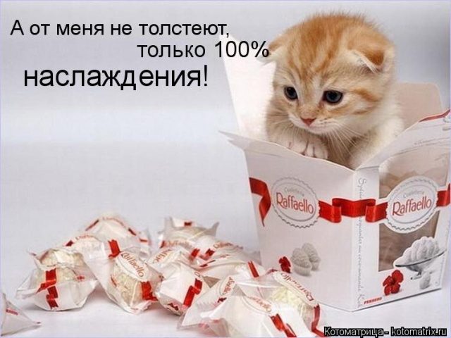 Самые смешные котоматрицы для хорошего настроения) Самые смешные котоматрицы для хорошего настроения)