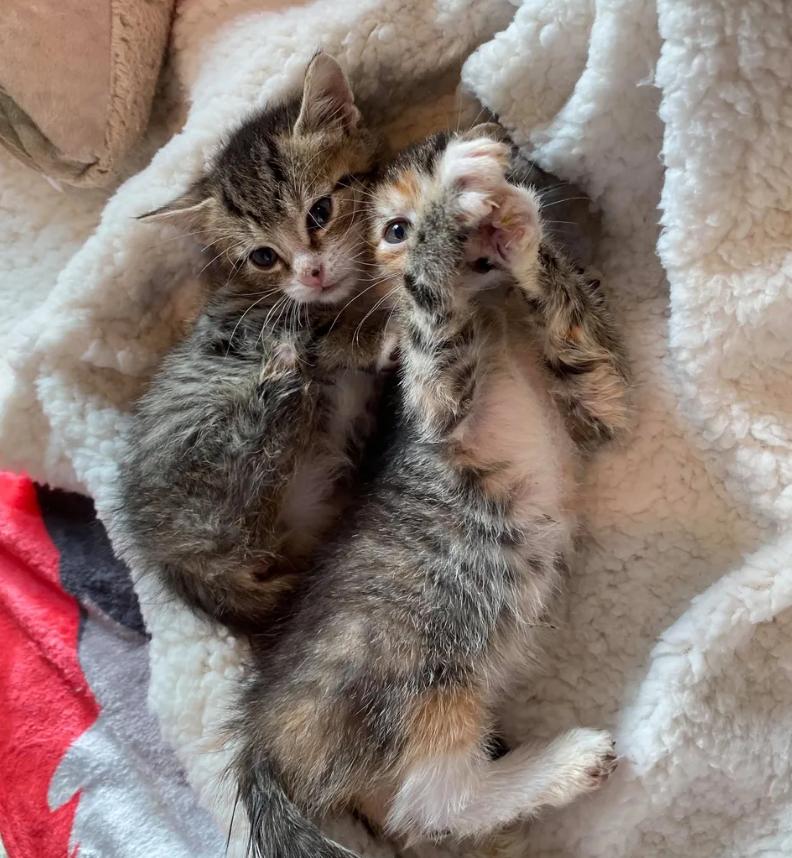 котята родились особенными два котенка
