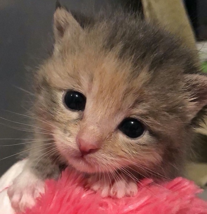 Печальный котенок Милый котенок