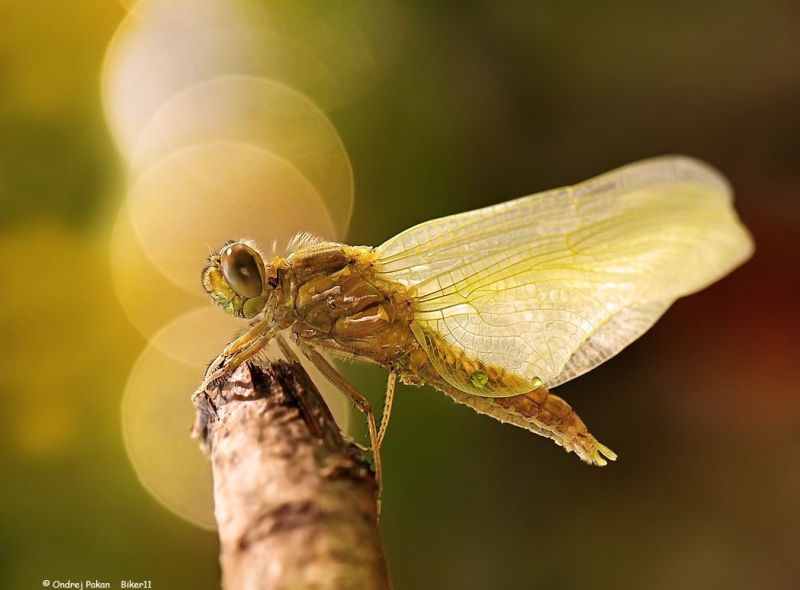 Потрясающие макро фотографии словацкого фотографа Ондрея Пакана капли, макро, мухи, насекомые, фотографии