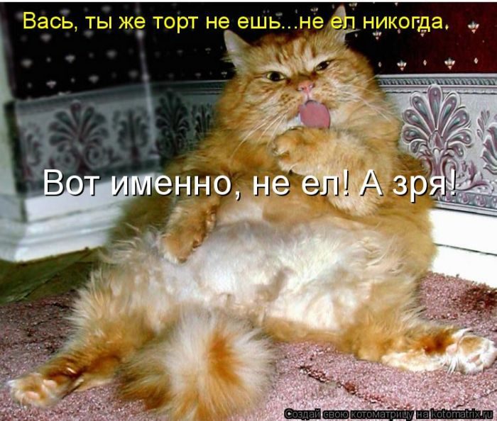 Лучшие котоматрицы недели