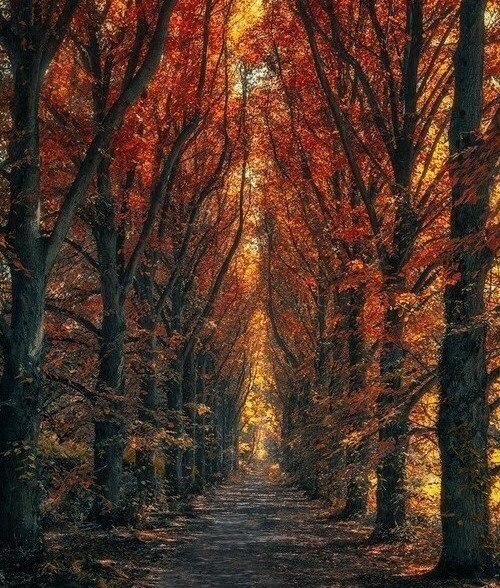 15 лучших цитат Омара Хайяма