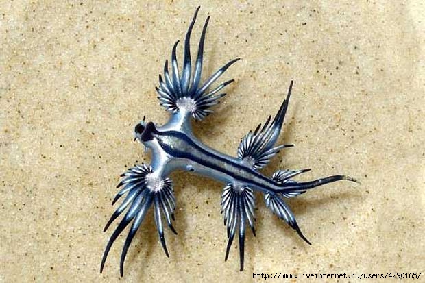 dracon_1 (620x413, 163Kb)