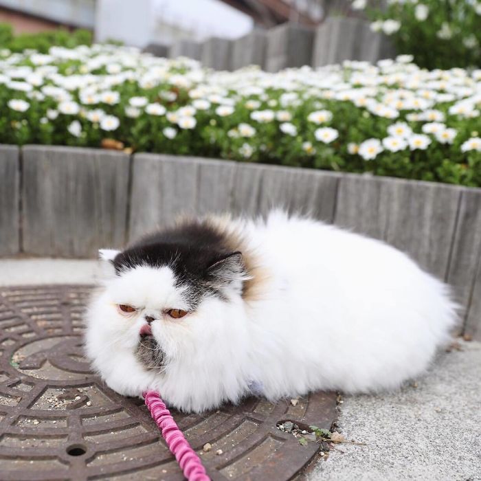 8 милых фото кота Зуу, который похож на недовольный шарик