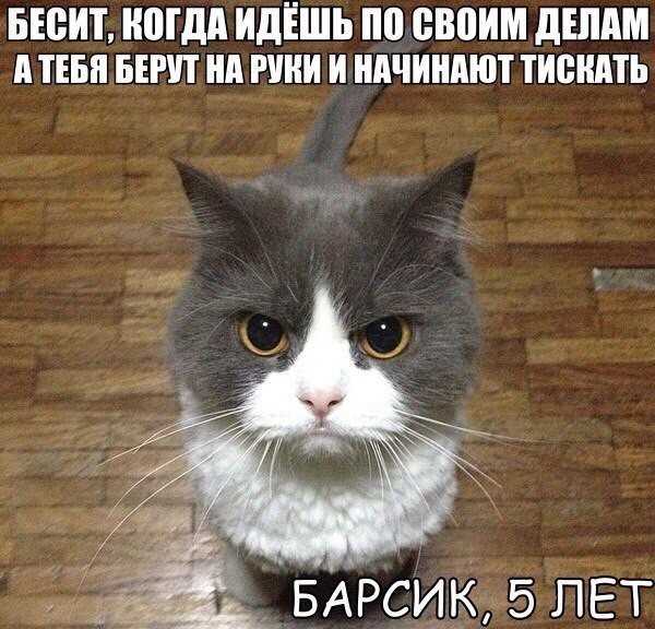 Веселые картинки с надписями для настроения (11 фото) Веселые картинки с надписями для настроения (11 фото)